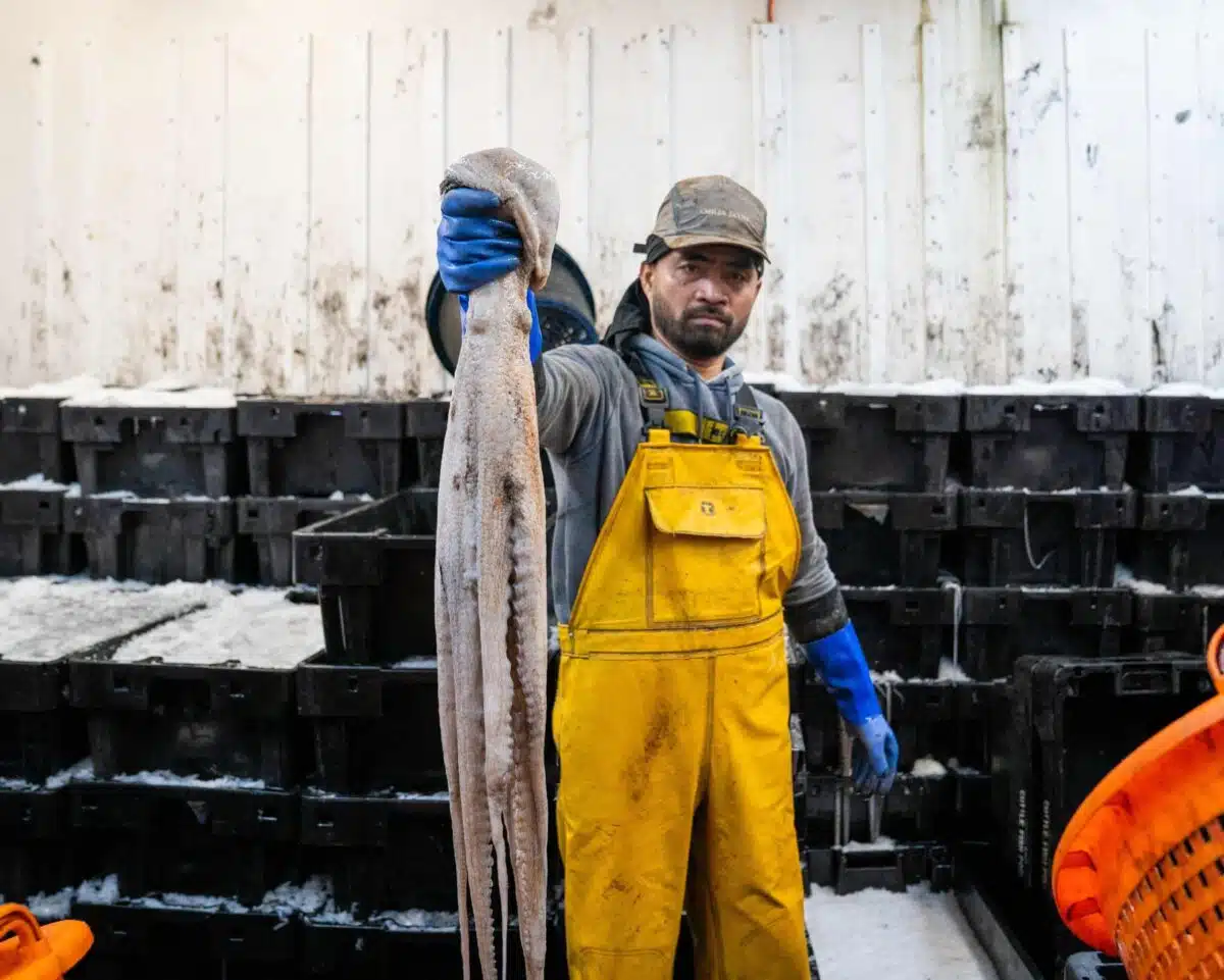 Roland Burlayan, A Brixham Fisher, Shows Off One Of The Giant Molluscs Found Around The South Coast Of England