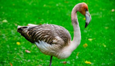 Baby flamingo missing from Cornwall wildlife park found living in France