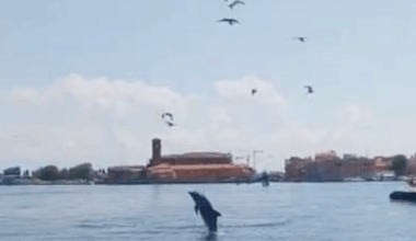 Venice’s famous dolphin could be removed from lagoon due to tourist boat risk