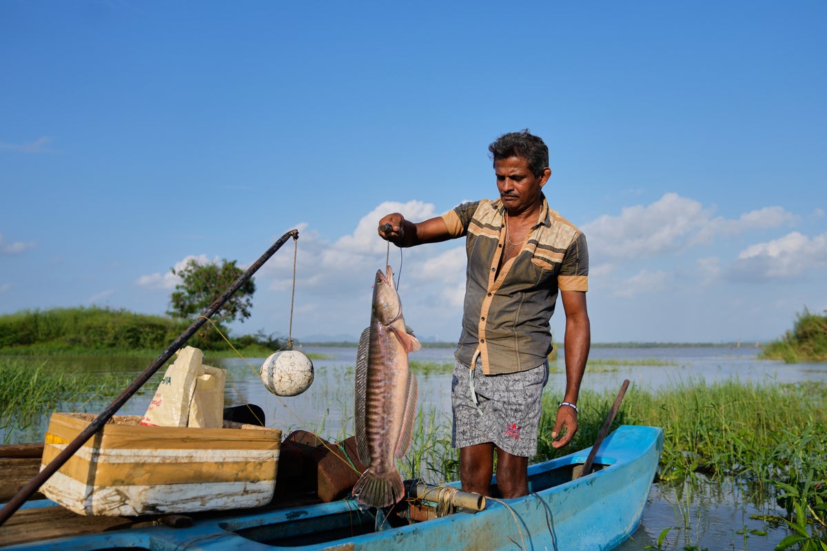 There’s a new predator in Sri Lanka’s reservoirs. Locals see it as an opportunity