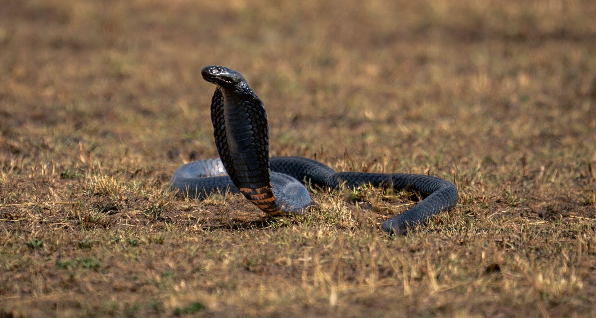A photograph of an African mamba