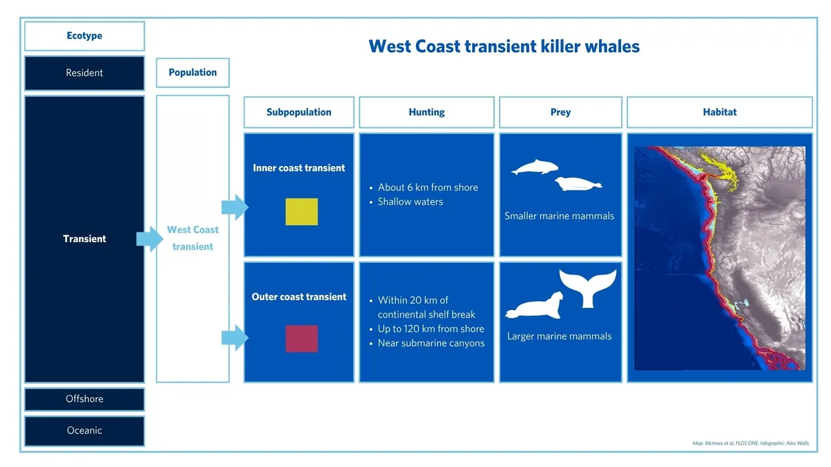 West Coast transient killer whales