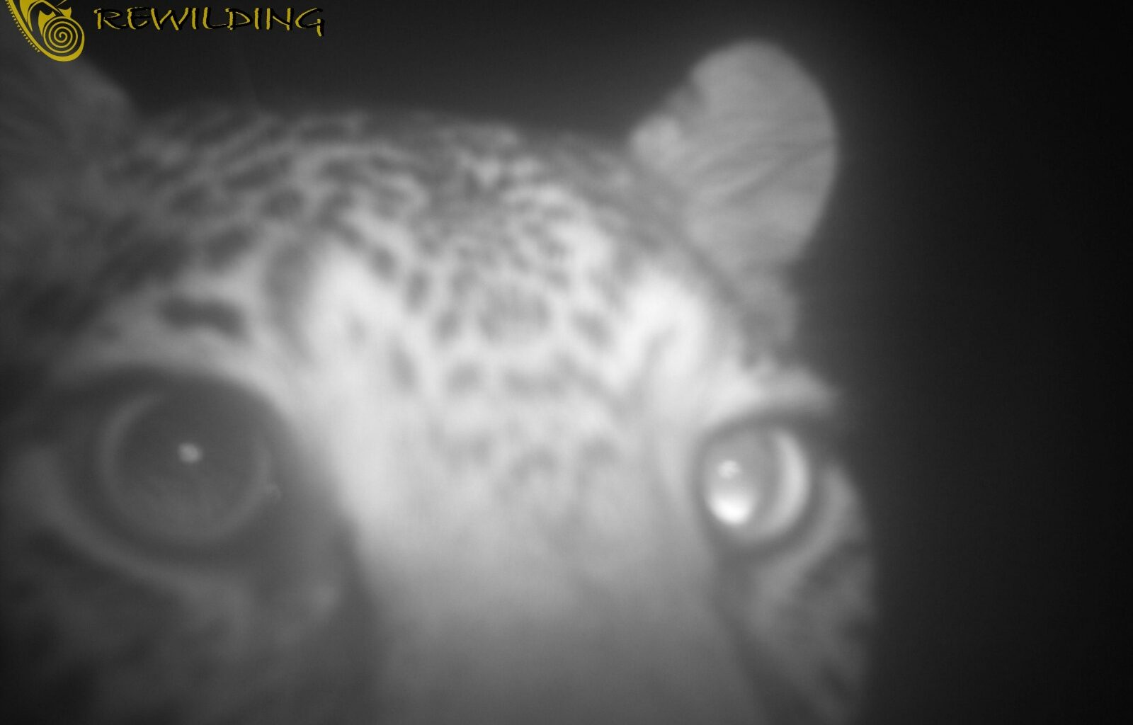 Leopard spotted in the West Coast for the first time in 170 Years