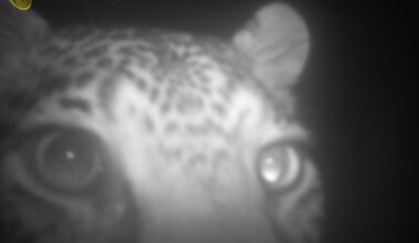 Leopard spotted in the West Coast for the first time in 170 Years