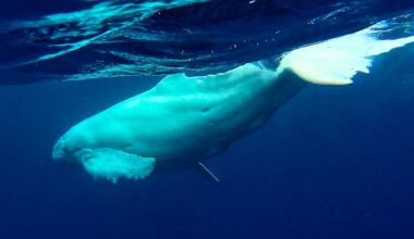White humpback whale