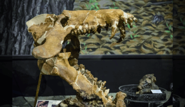 A photo of a large Archaeotherium skull on display at John Day Fossil Beds National Monument in Oregon.