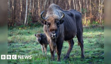 Sadness as UK's 'first' free-roaming bison passes away