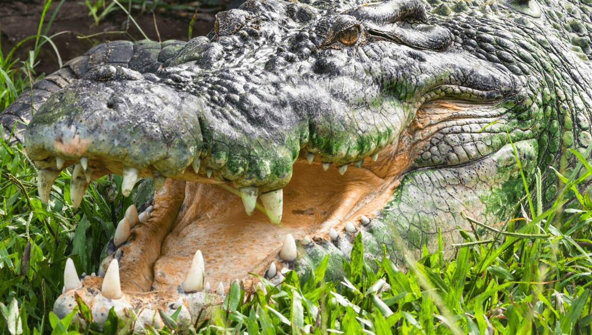 Are There Animals Without Natural Predators? Meet Earth’s Apex Predators