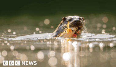 UK wildlife photographers rally to highlight habitat loss