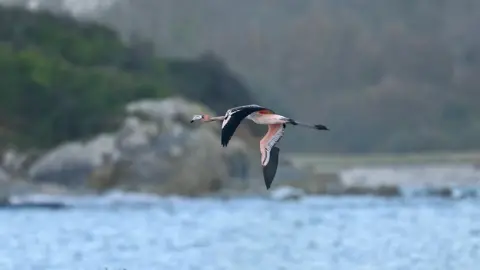 Mickaël Belliot A juvenile flamingo flying above water. The bird has a mixture of pink and black feathers and has some feathers clipped on its right wing. There are rocks and trees in the background and some smaller birds flying beneath the flamingo.