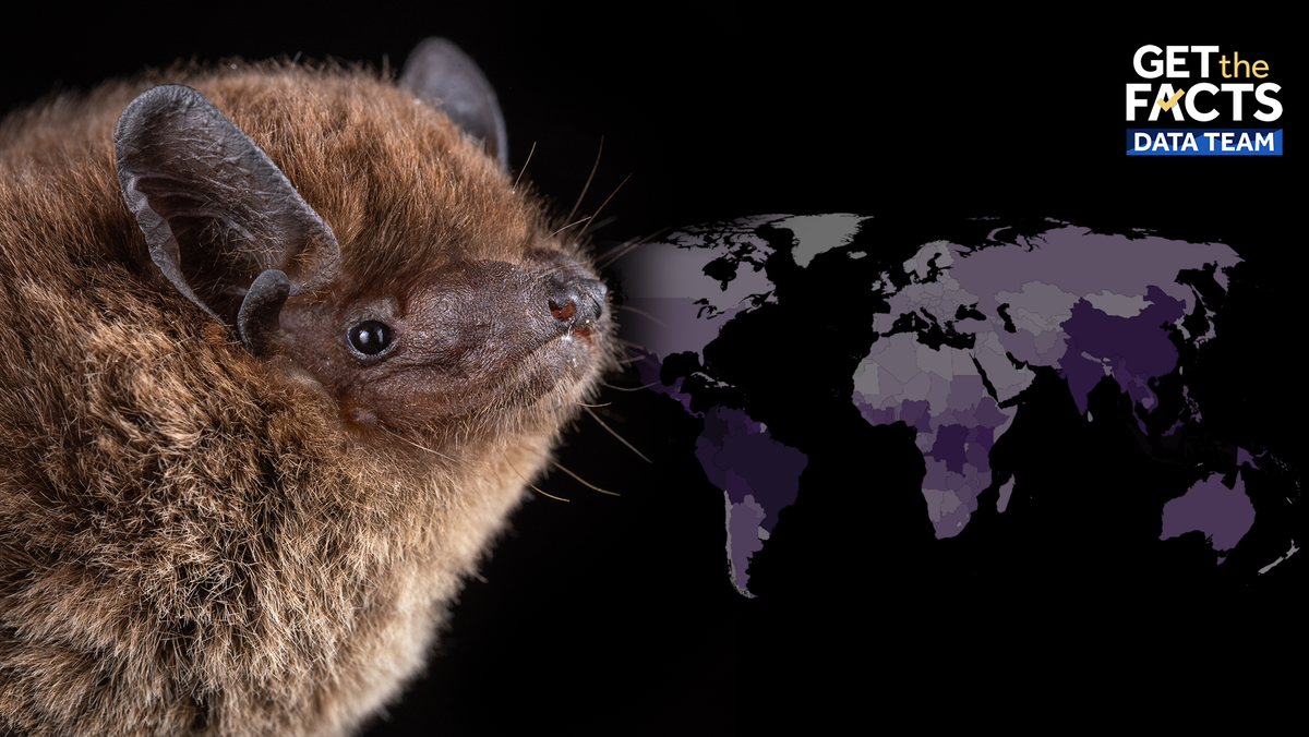 Scientists discover 1,500th species of bat