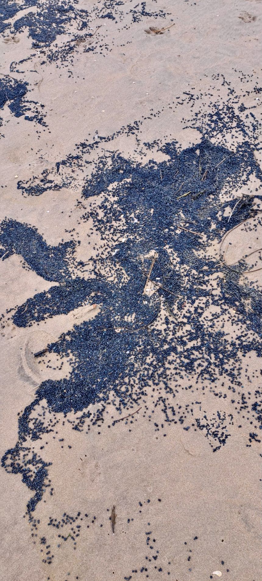 An estimated 650 million bio-beads, first identified on Camber Sands in early November by plastic pollution group Strandliners, were released into the environment from a Southern Water wastewater plant.