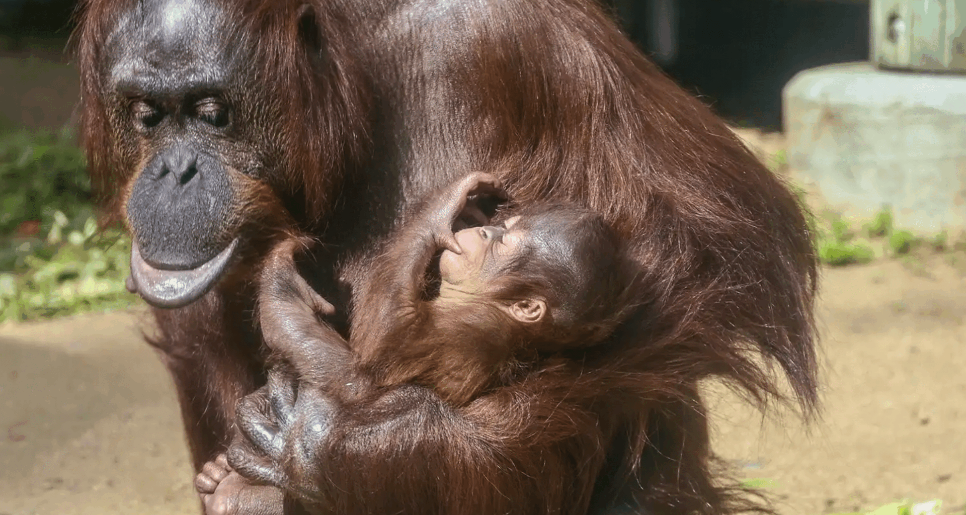 Birth Of An Endangered Bornean Orangutan At La Zoo Marks First In Nearly 15 Years