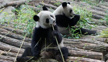 France says ‘Bon voyage’ to 2 giant pandas as they head back to China