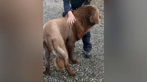 An Garda Síochána Clare A photo of Mouse, a large brown Newfoundland dog. His coat is shaved and thicker from the neck to head and at the bottom of his tail. He is being petted by a police officer outside. 