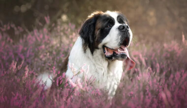 Yahoo lifestyle home