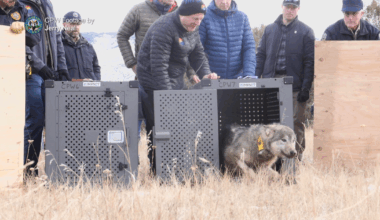 Colorado Parks and Wildlife releases new wolf activity map