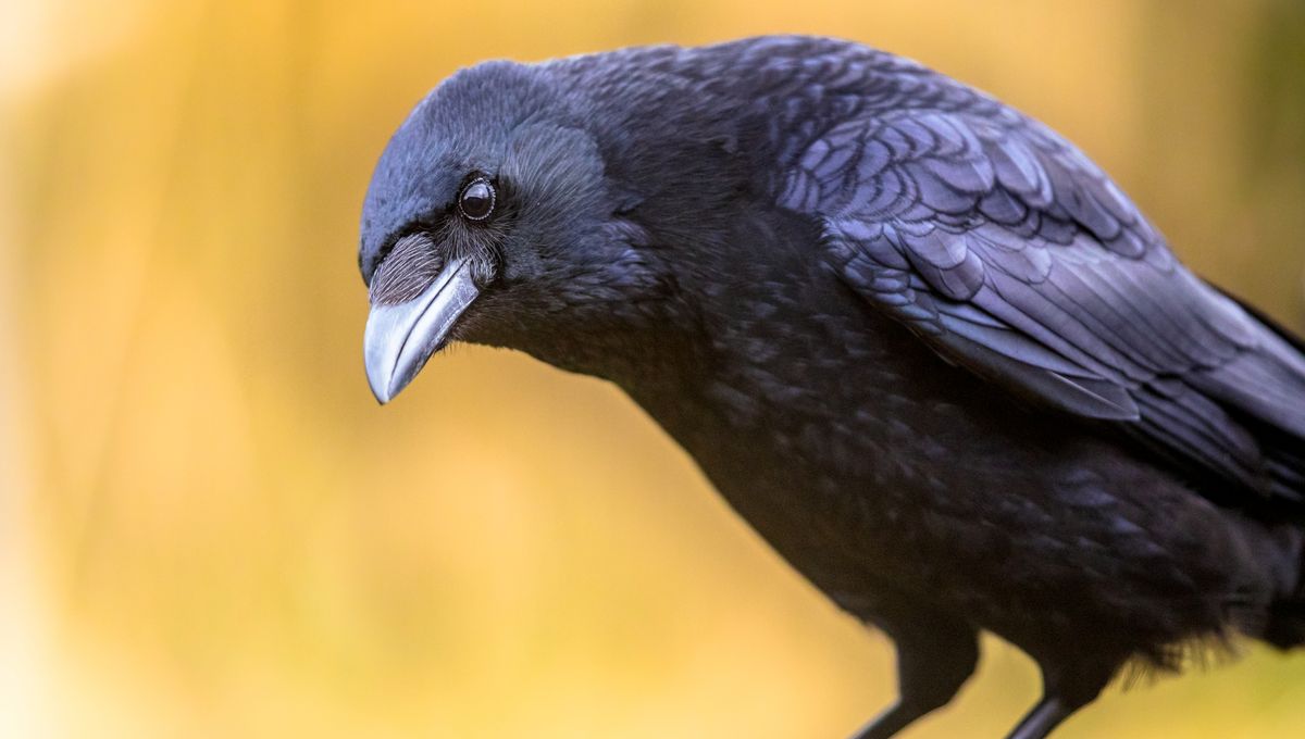 Crows Can Hold A Grudge Way Longer Than You Can