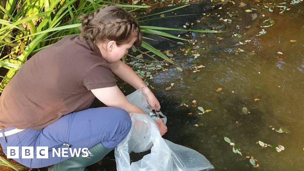 Jersey wildlife trust recognised for protecting agile frogs