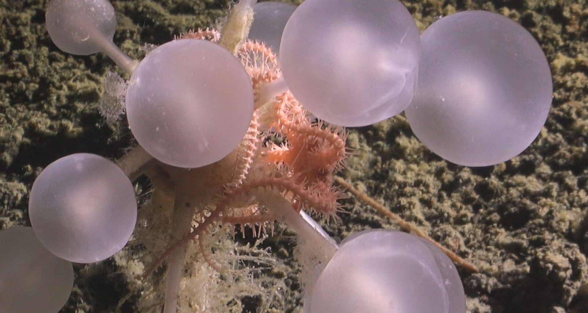 ‘death Ball’ Tree Sponge