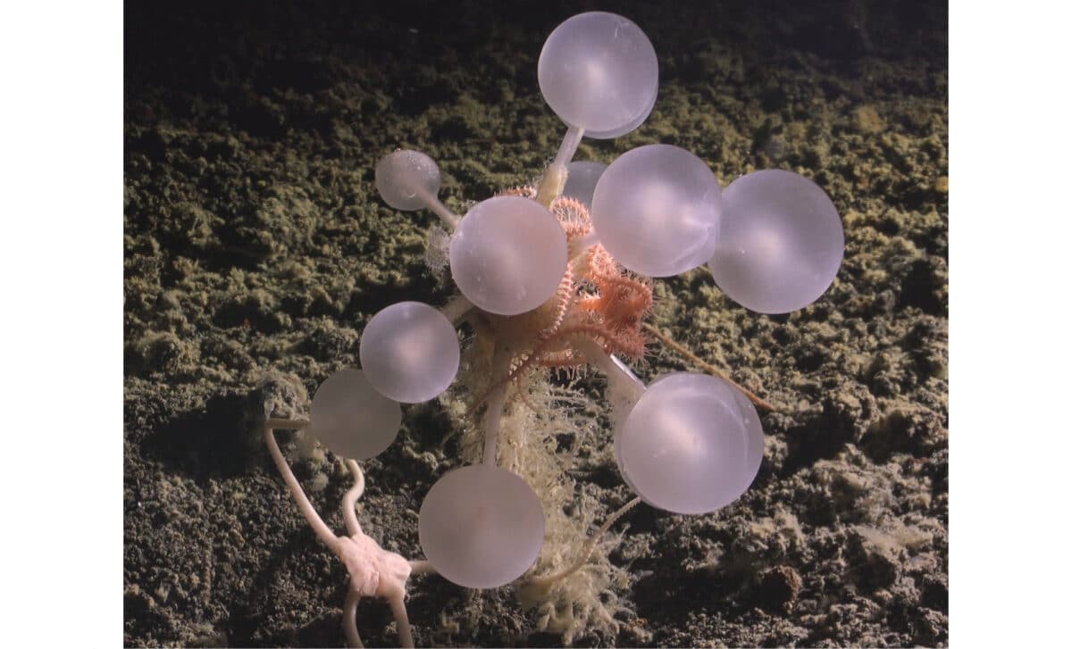 ‘death Ball’ Tree Sponge On The Ocean Bed
