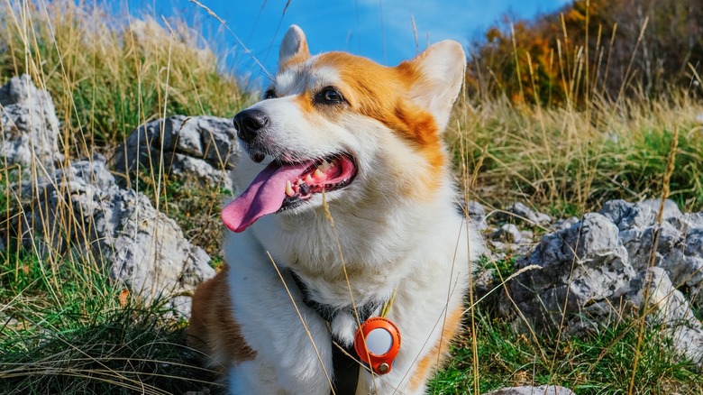 A dog with an AirTag collar standing outside