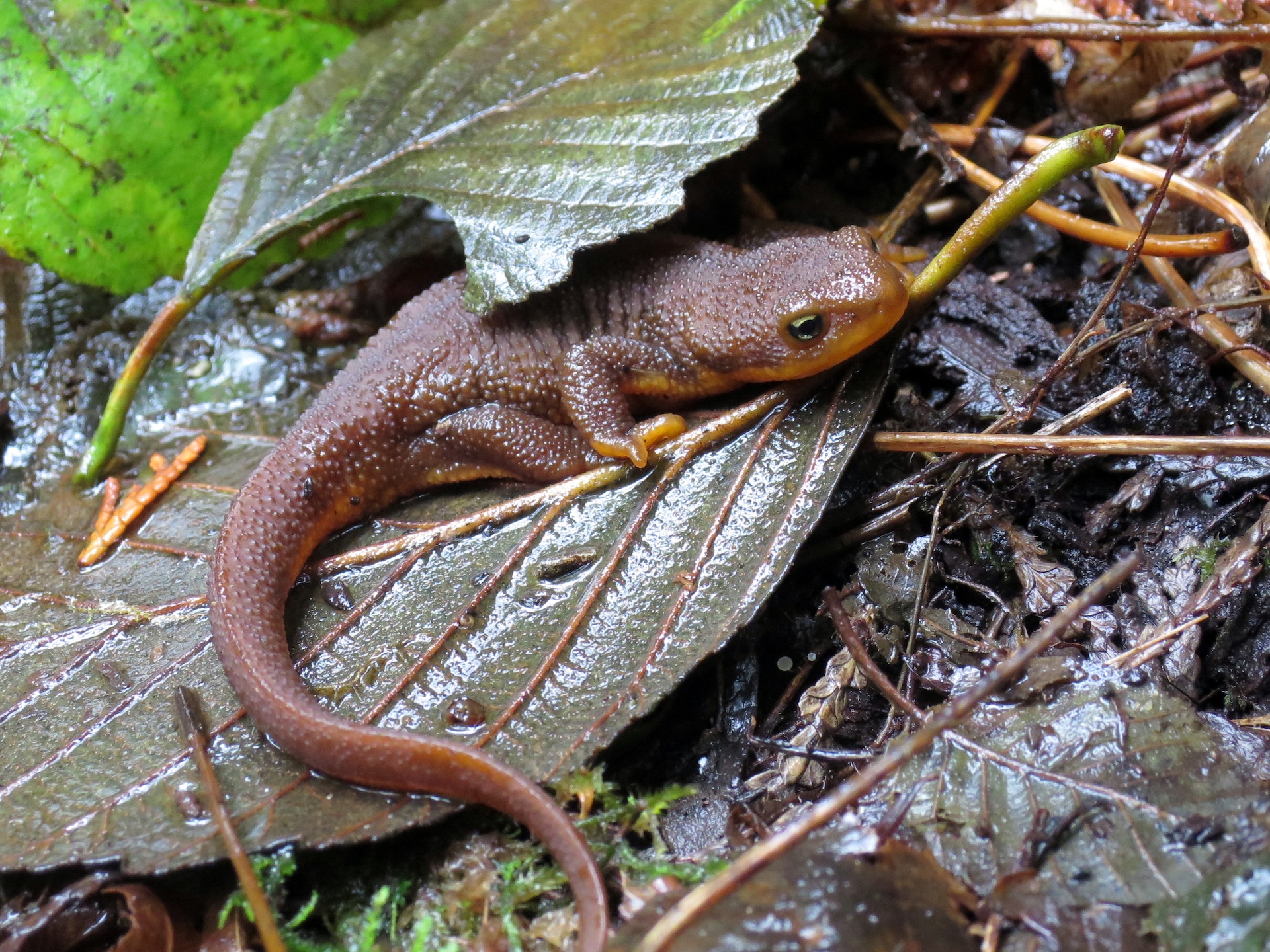 A rough-skinned newt hiding in leaves in the forest