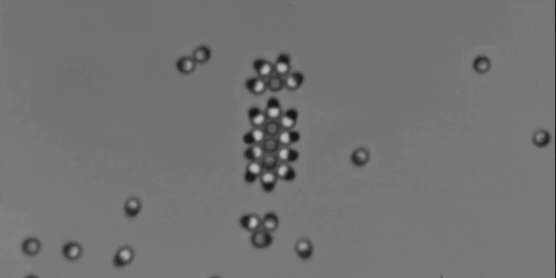 Physics - Active Matter Gets Solid