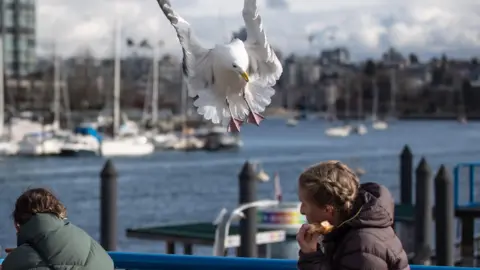 PA Media A gull is swooping in on a woman who is holding a pastry near her mouth. The woman is flinching while another woman has turned her back on the gull. There are yachts moored up on a stretch of water behind them and a line of buildings which are out of focus.