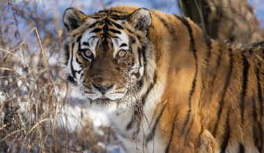 The tiger Hancheong, born in 2005, is seen in this photo. She died at the Baekdudaegan National Arboretum in Bonghwa, North Gyeongsang, on Nov. 6. [BAEKDUDAEGAN NATIONAL ARBORETUM]