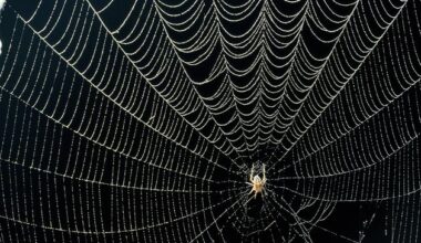 Spiders seen weaving ‘scarecrows’ of themselves to fool predators