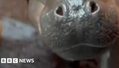 Zoo celebrates arrival of Haggis the pygmy hippo