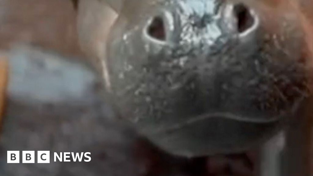 Zoo celebrates arrival of Haggis the pygmy hippo