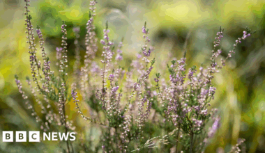 Teenager's photo of Cornish heather wins top Eden Project prize