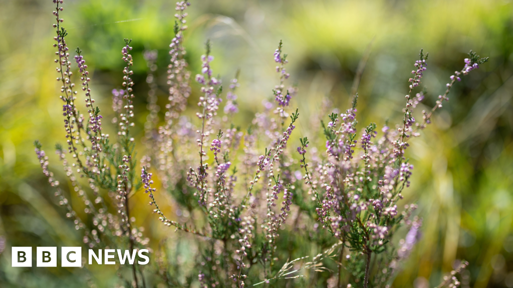 Teenager's photo of Cornish heather wins top Eden Project prize