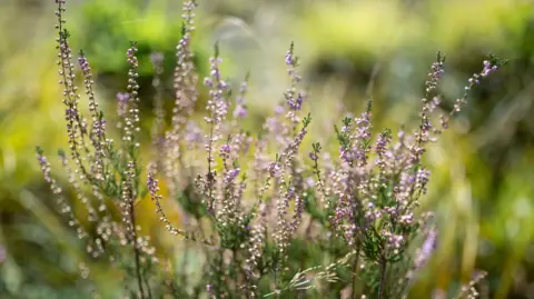 M. Stanway In focus are lavender flowers with the green grass background blurred.