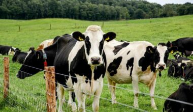 Provisional liquidators appointed to company with farm of 200 cattle