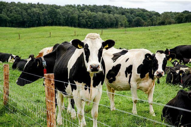 Provisional liquidators appointed to company with farm of 200 cattle