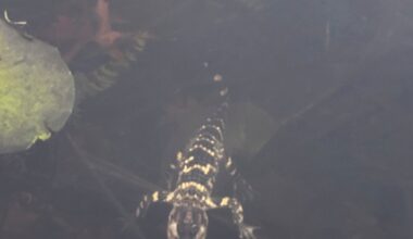 Small alligator rescued in Boston after slithering into the city's heart on social media