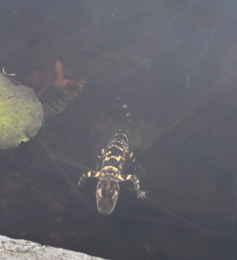 Small alligator rescued in Boston after slithering into the city's heart on social media