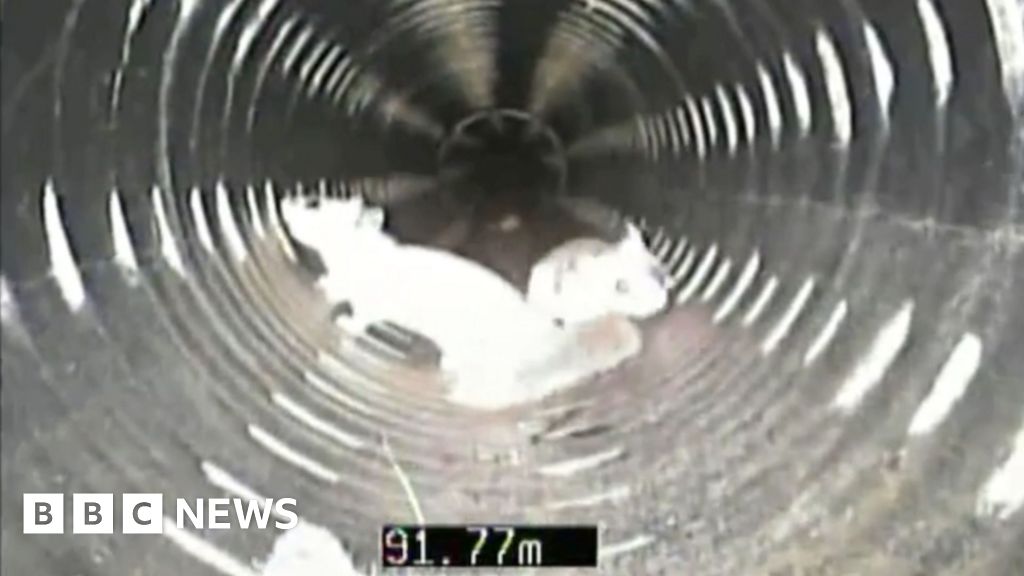 Video shows squirrels living in Hertfordshire drain system