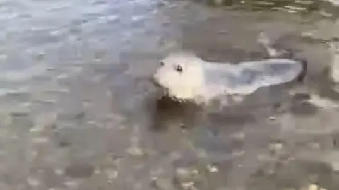 Stuart Davies A grainy photograph of a seal swimming in the River Conwy