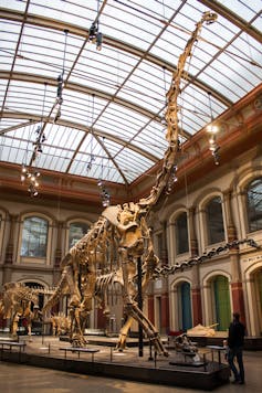 The skeleton of a dinosaur in a museum, arranged with its extremely long neck almost vertical