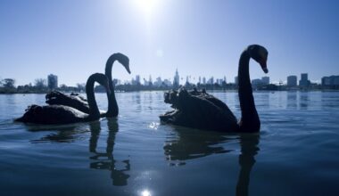 Could a ‘grey swan’ event bring down the AI revolution? Here are 3 risks we should be preparing for