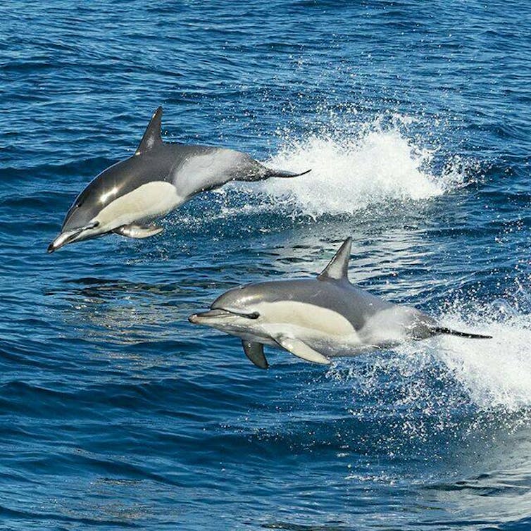 Two common dolphins jumping above the water.