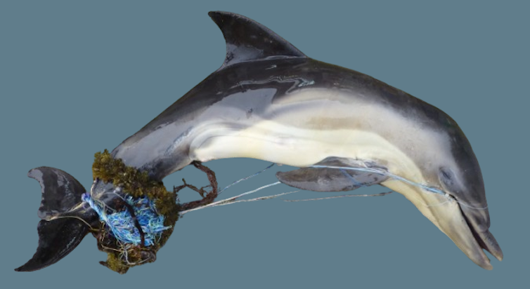 A common dolphin entangled in fishing line.