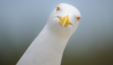 Yes, shouting at seagulls actually works, scientists confirm