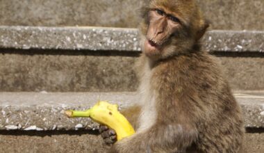 The surprising world of animal penises and what they reveal about humans