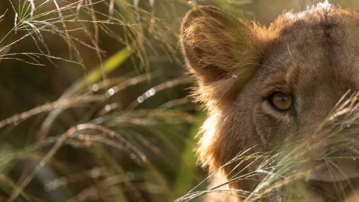 Charging elephants and snoozing gorillas: Jemima Kelly’s Ugandan adventure