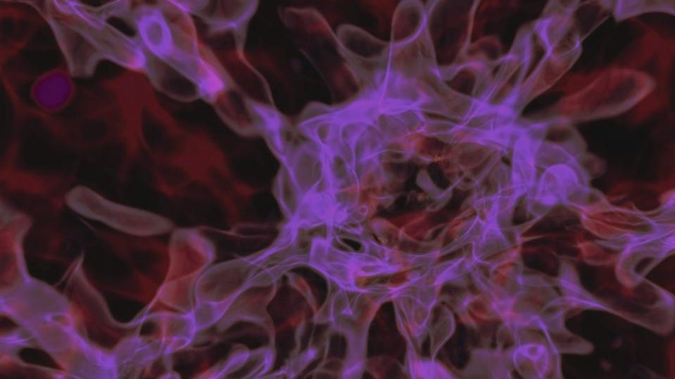 primordial black holes